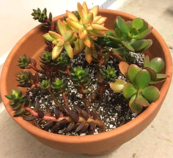Does Water Propagation Work for Succulents? Succulent stem cuttings propagated in water and planted in soil