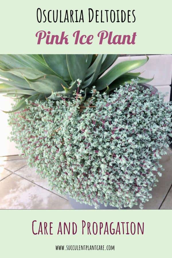 Oscularia Deltoides-Pink Iceplant Care and Propagation Oscularia Deltoides-Pink Iceplant cascading down a huge planter