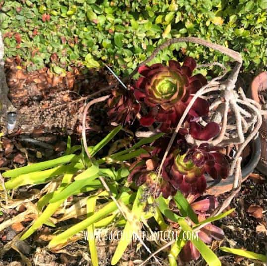How to Prevent Aeoniums From Dying After Flowering aeonium bloom stalk left to dry long after blooming