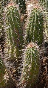 Echinocereus (Hedgehog Cactus)