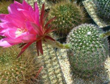Details about   Altena Lobivia cactus Succulent plants 3-4cm 