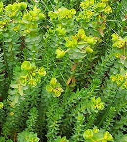 Euphorbia Paralias (Sea Splurge)