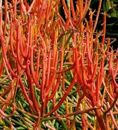 Euphorbia Tiruacalli (Firestick, Pencil Tree Plant, Pencil Cactus)