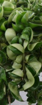 Hoya (The Hindu Rope or Wax Plant)