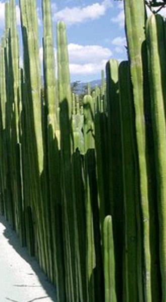Pachycereus Marginatus (Mexican Fence Post Cactus)