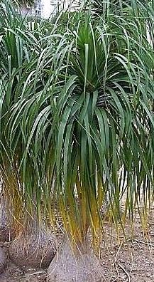 Beaucarnea Recurvata (Ponytail Palm Tree) with bushy green leaves and bulbous trunk