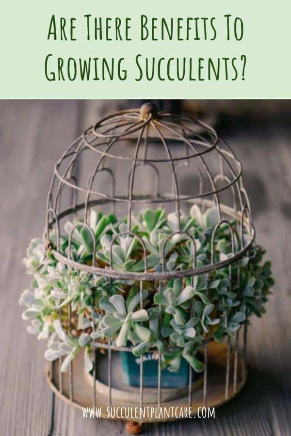 succulents in a birdcage