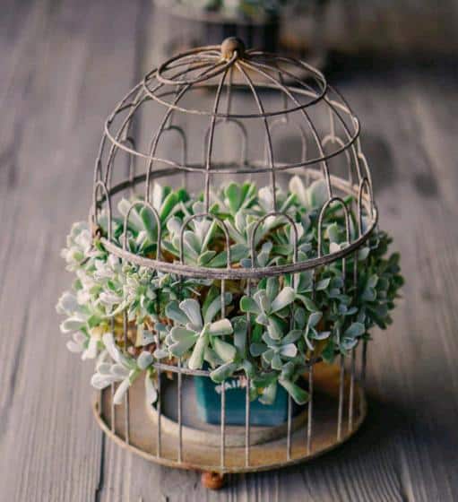 succulents in bird cages