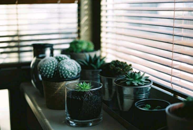 Succulents and cacti growing indoors