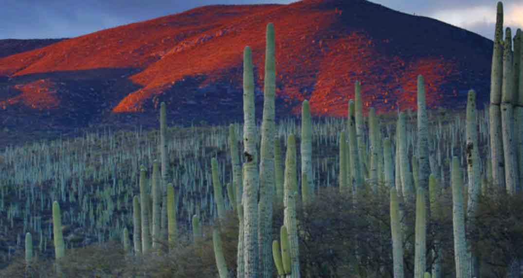 cacti in their native habitat