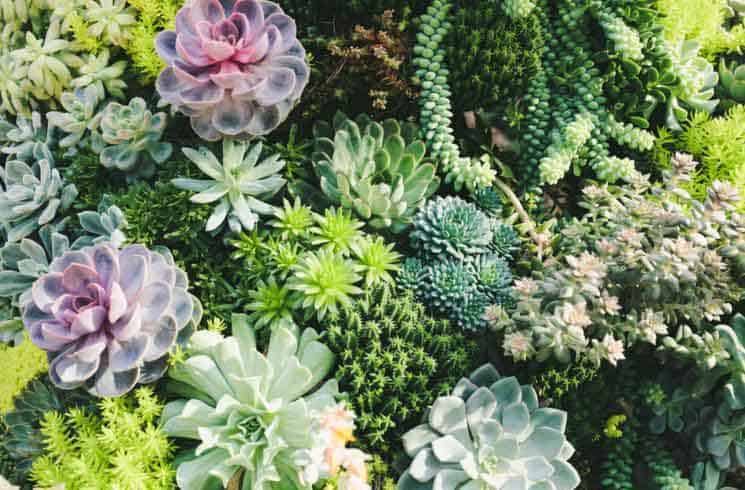 What Are Succulent Plants And Where Are They From?