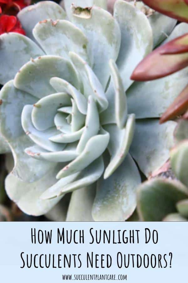 How Much Sunlight Do Succulents Need Outdoors?