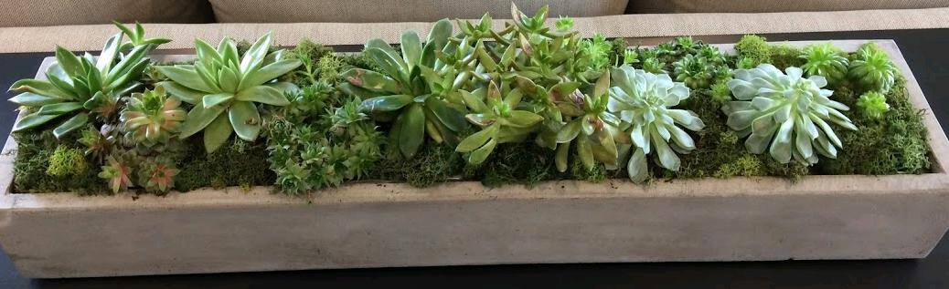 How to Grow Succulents in Pots Without Drainage Holes