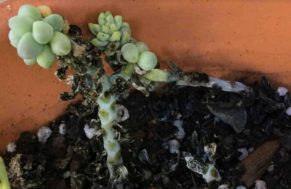 rotting succulent from overwatering