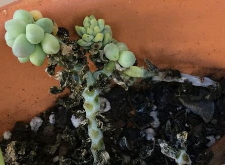 Rotting succulent with black leaves from overwatering