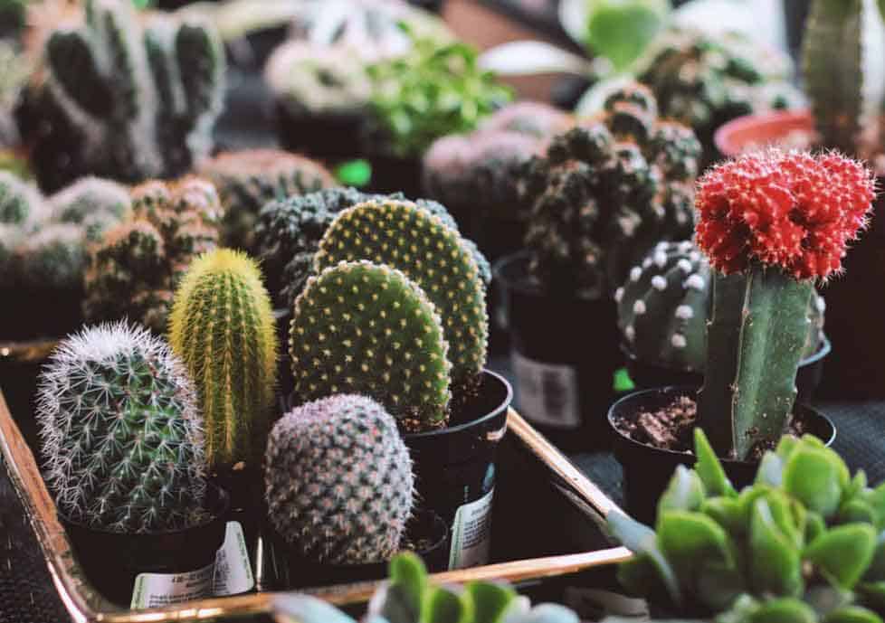 Cacti in nursery pots