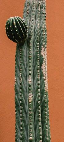 cactus propagation