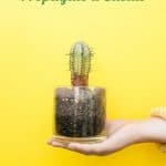How to Easily root and Propagate a Cactus Step by step