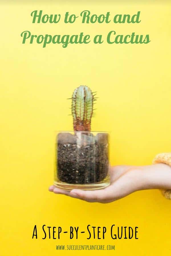 How to Easily root and Propagate a Cactus Step by step