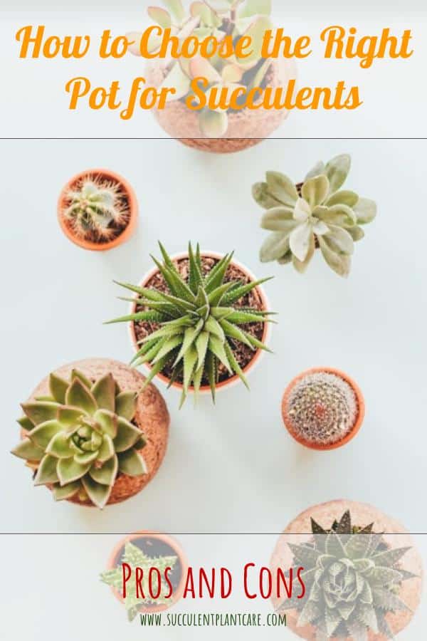 Choosing the Right Pot for Succulents: Pros and Cons