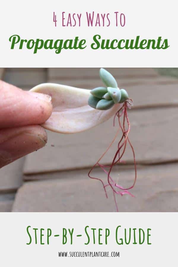 4 Easy Ways to Propagate Succulents: A Step-by-Step Guide