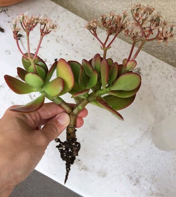 succulent propagation from stem cuttings