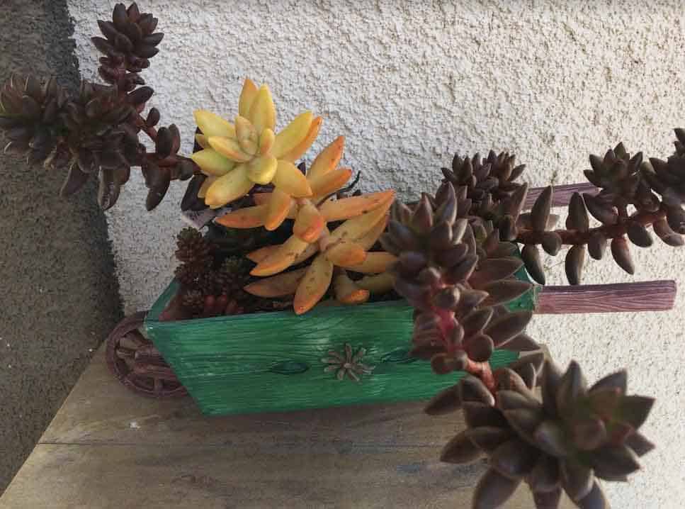 Planter without drainage hole for succulents