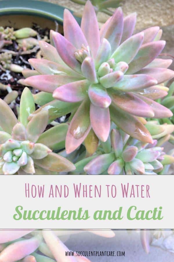 How and When to Water Succulents and Cacti