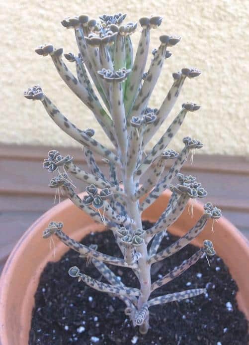 Succulent Plant Care, What Is The Meaning Of Chandelier Plant
