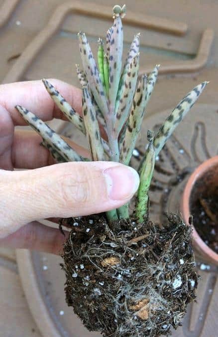 "Mother of thousands millions" Kalanchoe daigremontiana shown in two inch pot 