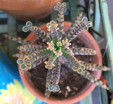 Kalanchoe Delagoensis ‘Chandelier Plant’ Care and Toxicity