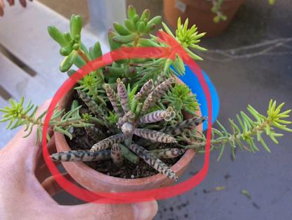 Succulent Plant Care, What Is The Meaning Of Chandelier Plant