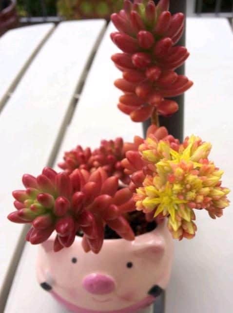 15 Stunning Pink Succulents You Would Love (With Pictures)