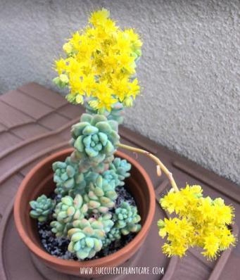 Sedum Treleasei in bloom with bright yellow flowers
