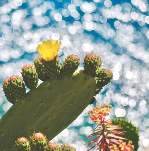 How to Get Succulents and Cacti to Bloom