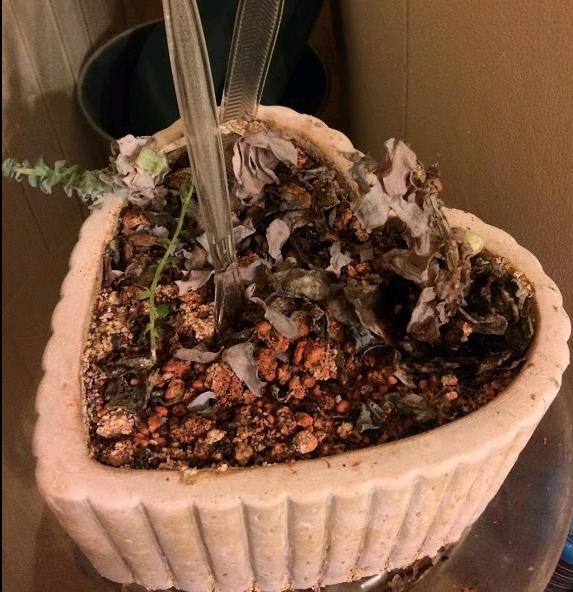 Dead succulent plants from rot due to overwatering