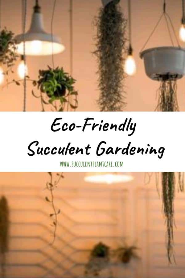 Eco-friendly Succulent Gardening
