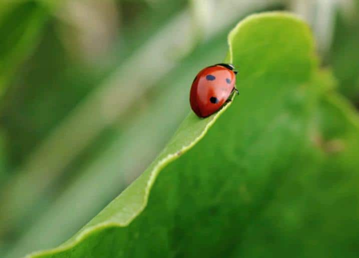 Eco-friendly Succulent Gardening beneficial insects