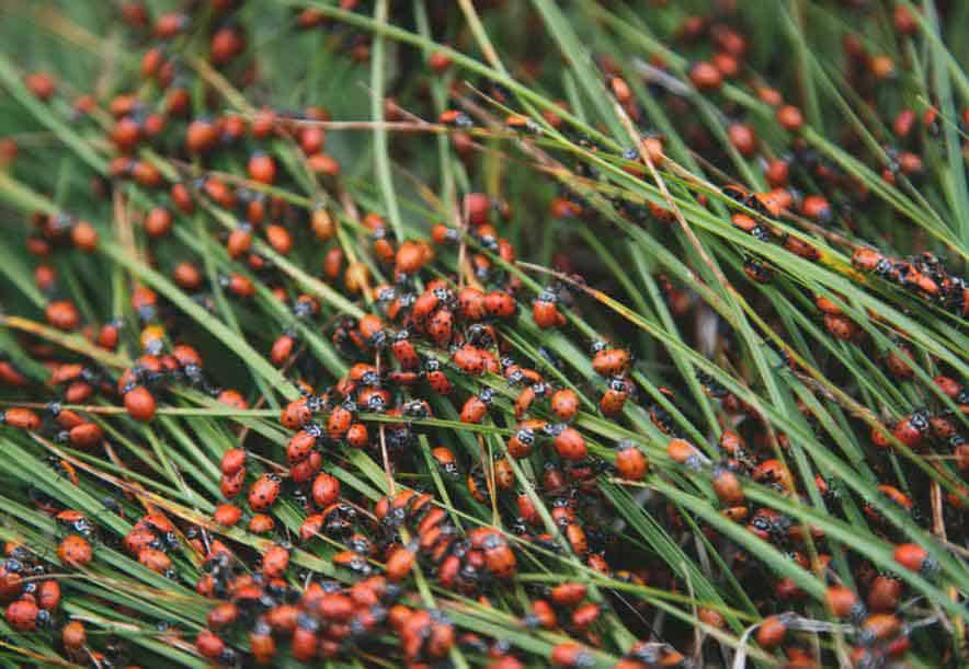 lady bugs as beneficial insects