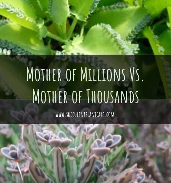 BRYOPHYLLUM HOUGHTONII mother of millions hybrid chandelier plant succulent 4"