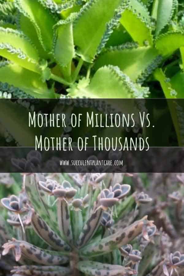 Kalanchoe Delagoensis (Mother of Millions, Devil’s Backbone, Chandelier Plant)