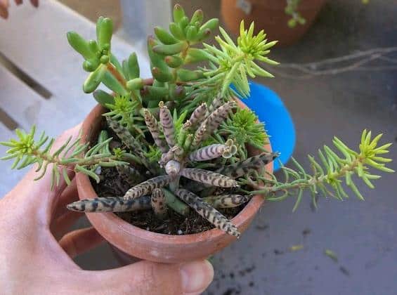 Mother of Thousands or Mother of Millions? - Succulent Plant Care
