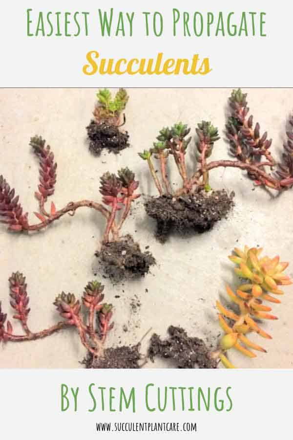 Easiest Way to Propagate Succulents: By Stem Cuttings