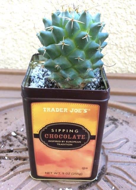 How to Use an Upcycled Tin Can to Pot a Cactus