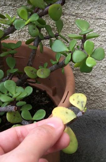 Elephant Bush Portulacaria Afra Succulent Yellow Leaves with Black Spots