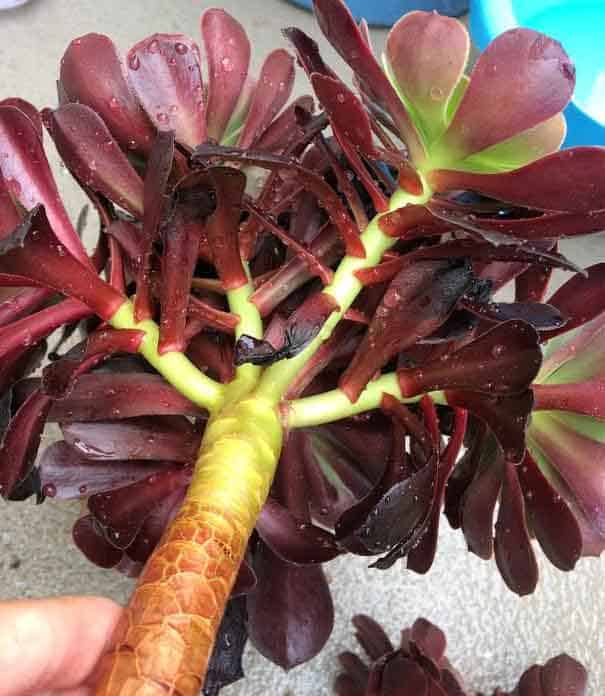 aeonium stems dunked in soapy water to get rid of aphids and mealybugs