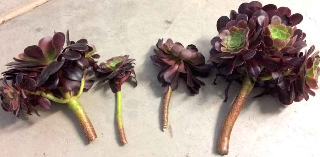 Aeonium stem cuttings for propagation