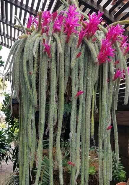 plants you can\u2019t kill Handmade crochet hanging succulentcactus string of pearls
