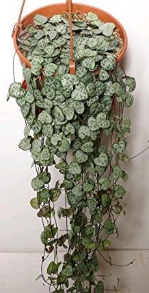 Ceropegia Linearis Woodii (String of Hearts, Rosary Vine)