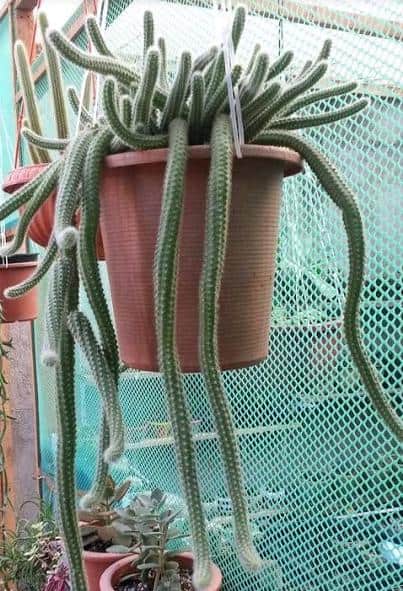 plants you can\u2019t kill Handmade crochet hanging succulentcactus string of pearls